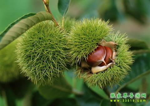 張家界特產 板栗
